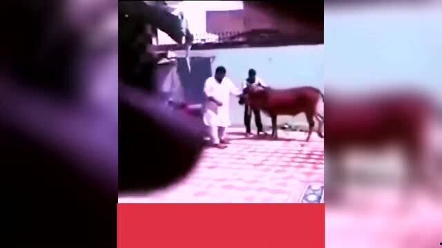 爆料搞笑视频合集,搞笑视频合集，笑点连连，欢乐无限